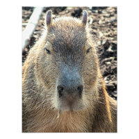 NIEDLICH CAPYBARA