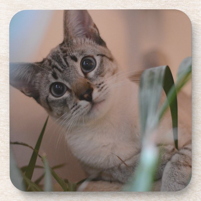 Niedlich Cat Foto Portrait Getränkeuntersetzer (Vorderseite)