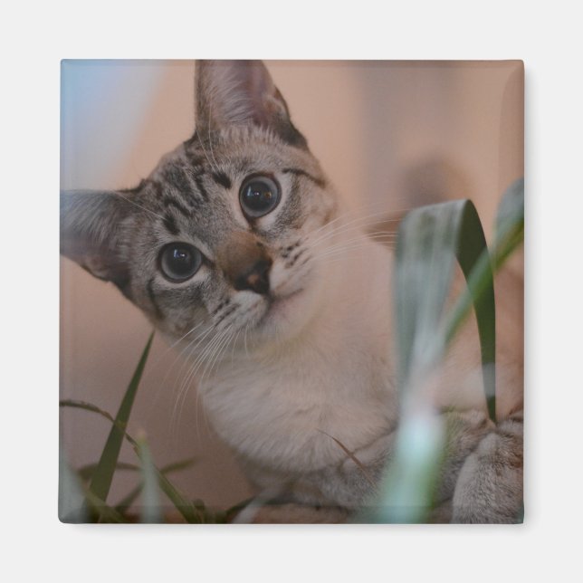 Niedlich Cat Foto Portrait Magnet (Vorne)