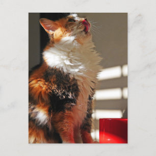 Niedlich Cat Sammi Schöne Fotografie Postkarte