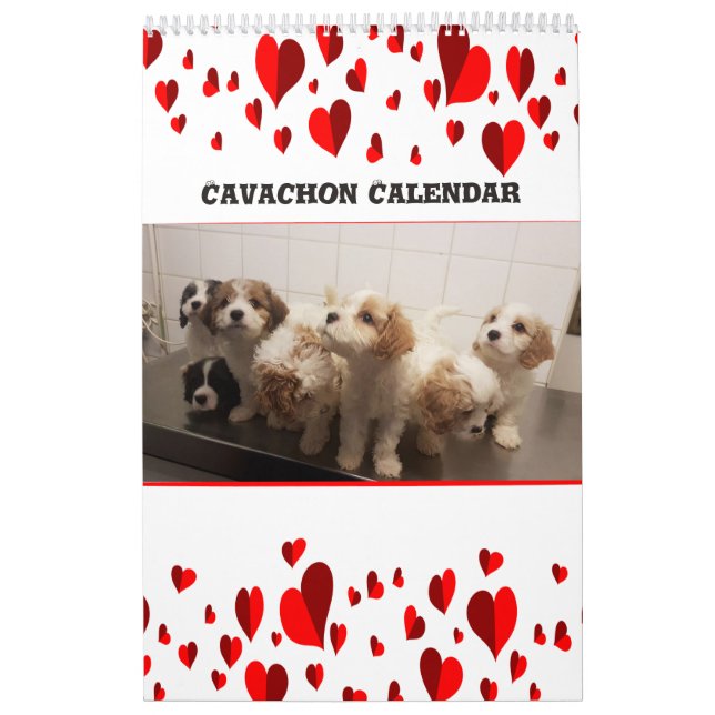 Niedlich Cavachon Dog Kalender (Titelbild)