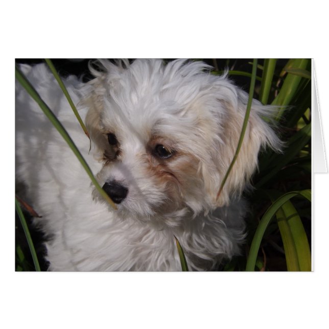 Niedlich Cavachon Puppy (Vorderseite (Horizontal))