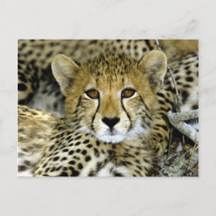 Niedlich Cheetah Postkarte