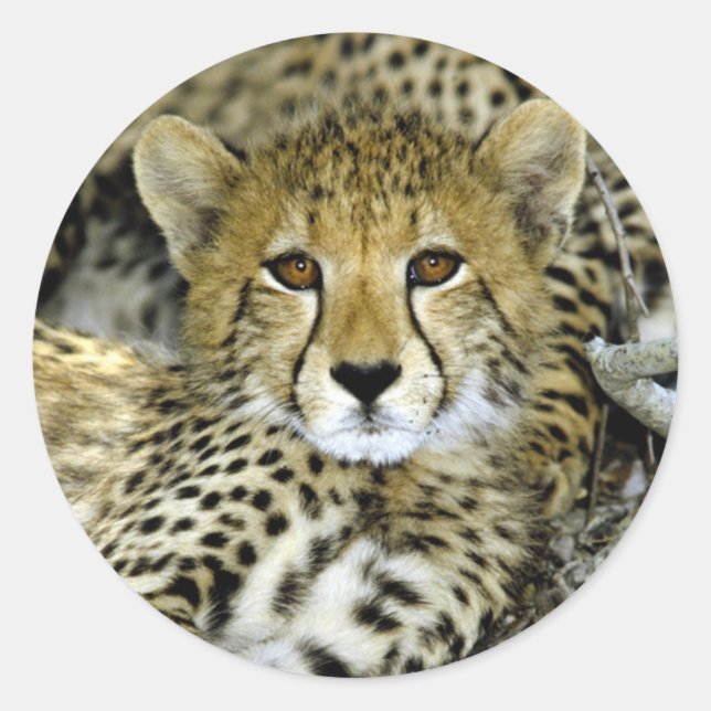 Niedlich Cheetah Runder Aufkleber (Vorderseite)