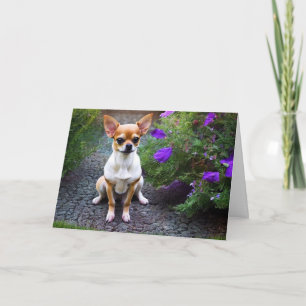 Niedlich Chihuahua Birthday Karte