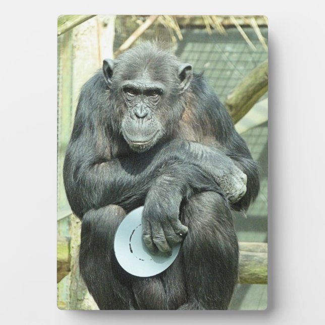NIEDLICH CHIMPANZEE FOTOPLATTE (Vorderseite)