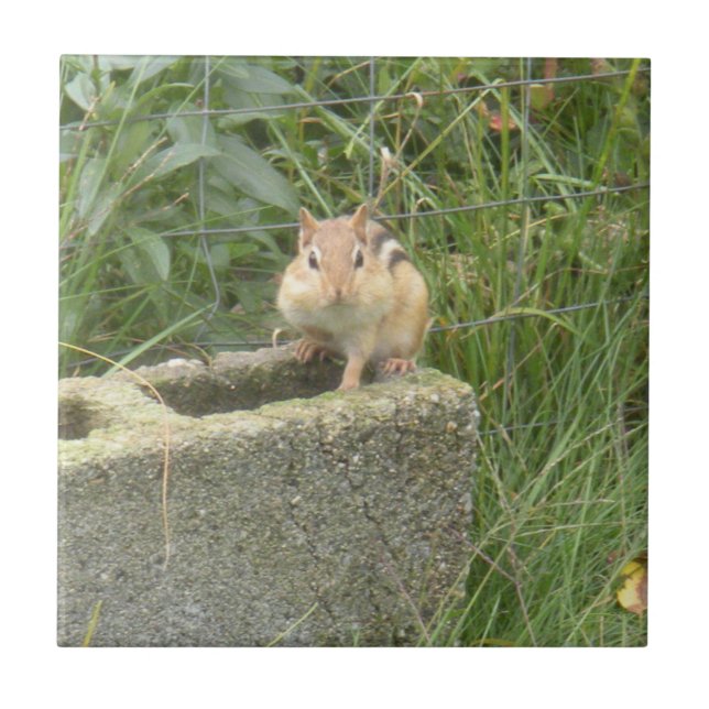 Niedlich Chipmunk Fliese (Vorderseite)