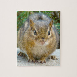 Niedlich Chipmunk hat sein Auge auf dich