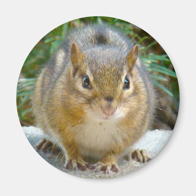 Niedlich Chipmunk hat sein Auge auf dich Magnet (Vorne)