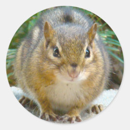 Niedlich Chipmunk hat sein Auge auf dich Runder Aufkleber