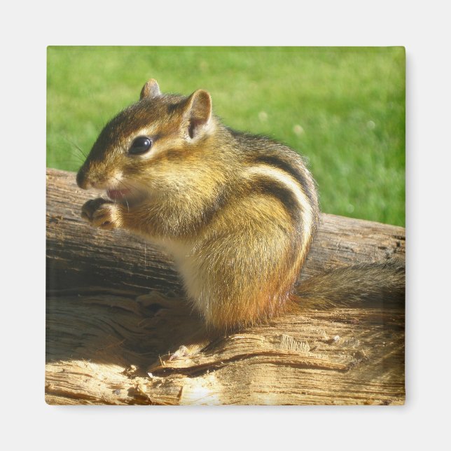 Niedlich Chipmunk Magnet (Vorne)