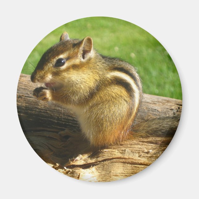 Niedlich Chipmunk Magnet (Vorne)