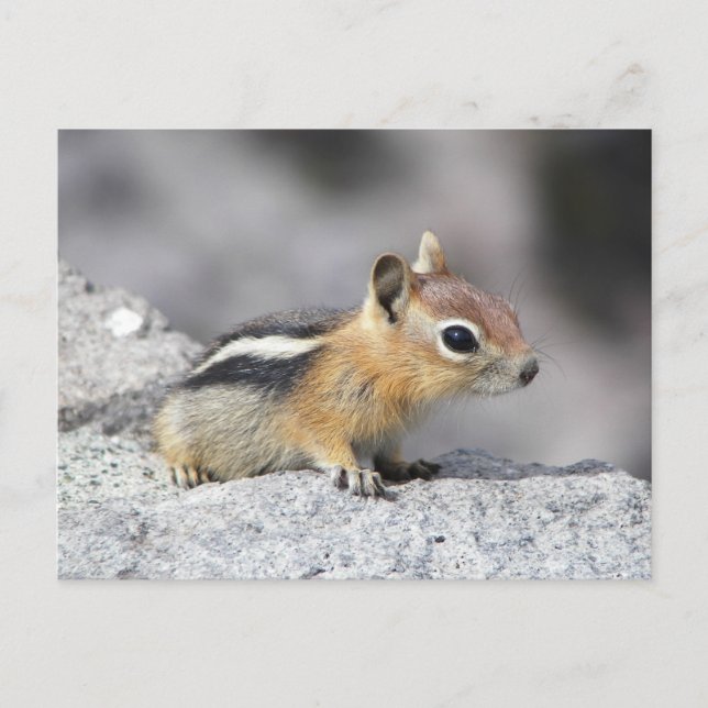 Niedlich Chipmunk Postkarte (Vorderseite)