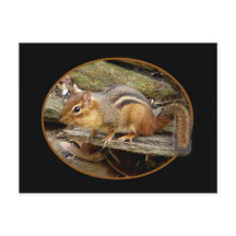 Niedlich Chipmunk-Postkarte