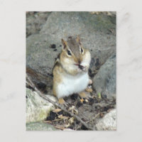 Niedlich Chipmunk-Postkarte