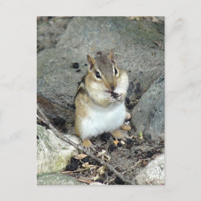 Niedlich Chipmunk-Postkarte Postkarte (Vorderseite)