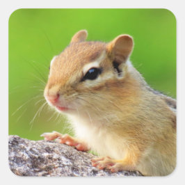Niedlich Chipmunk Quadratischer Aufkleber