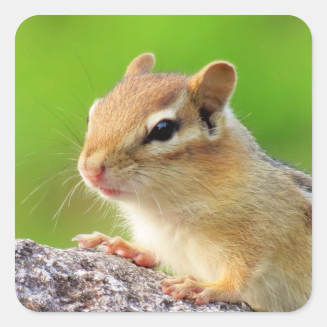 Niedlich Chipmunk Quadratischer Aufkleber (Vorderseite)