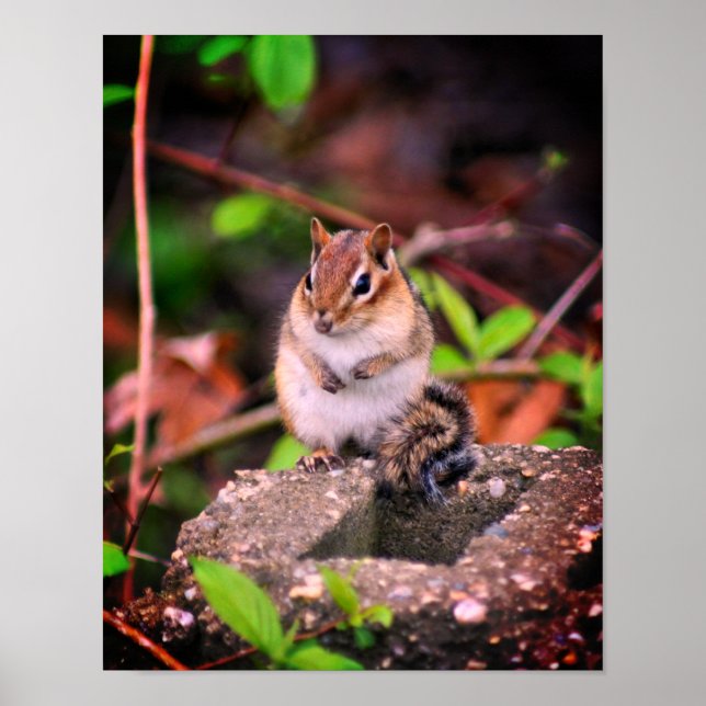 Niedlich Chipmunk Wildlife Poster (Vorne)