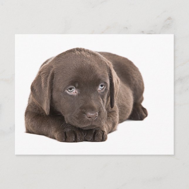 Niedlich Chocolate Labrador Puppy Postkarte (Vorderseite)