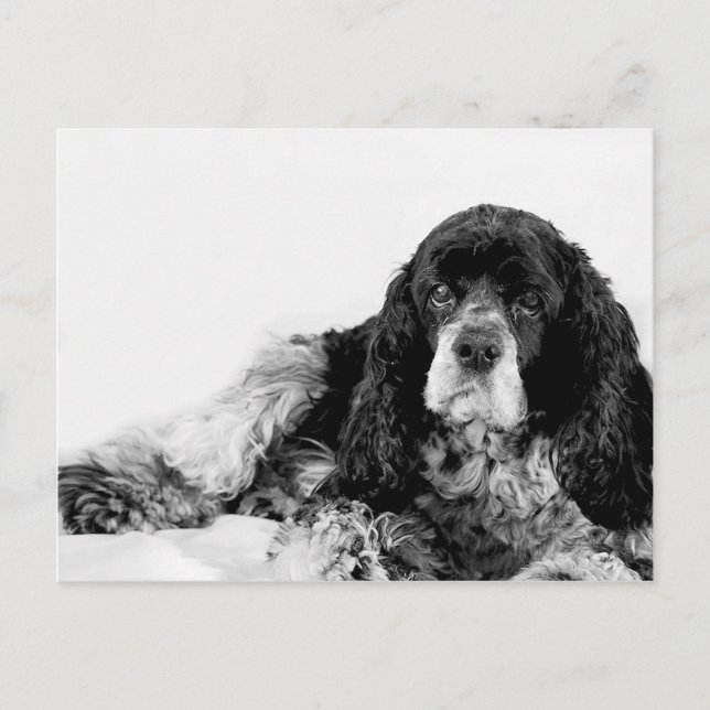 Niedlich Cocker Spaniel Postkarte (Vorderseite)