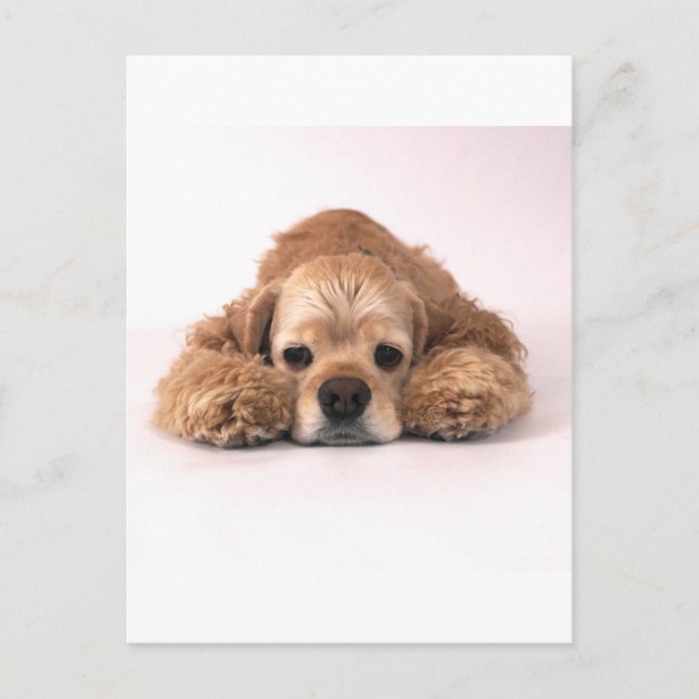 Niedlich Cocker Spaniel Postkarte (Vorderseite)
