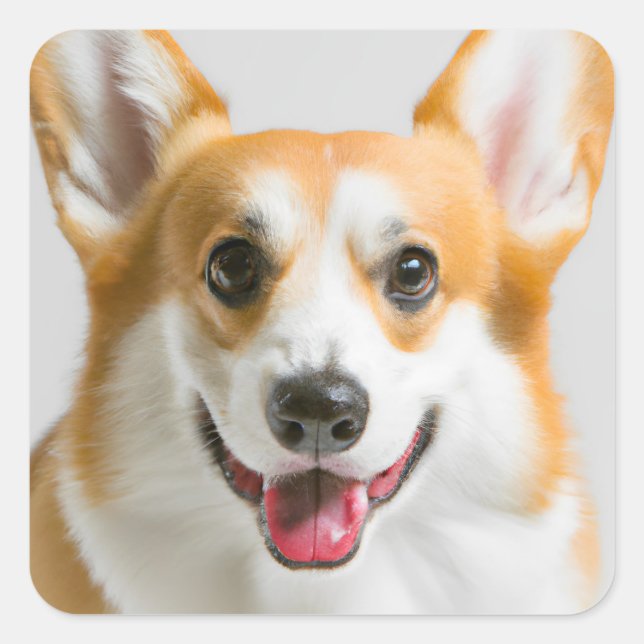 Niedlich Corgi Quadratischer Aufkleber (Vorderseite)