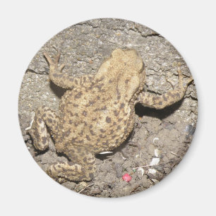 Niedlich Crawling Toad Magnet