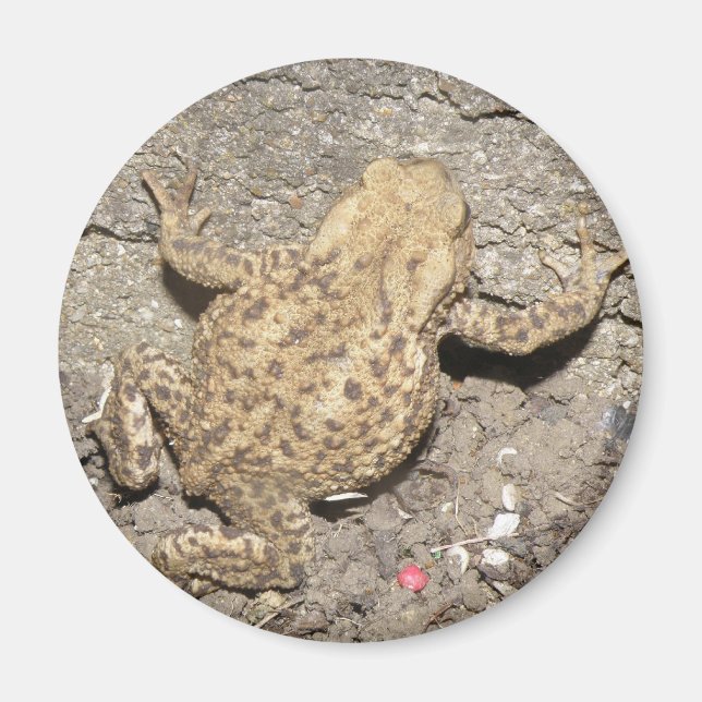 Niedlich Crawling Toad Magnet (Vorne)
