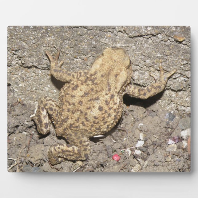 Niedlich Crawling Toad Plaque Fotoplatte (Vorderseite)