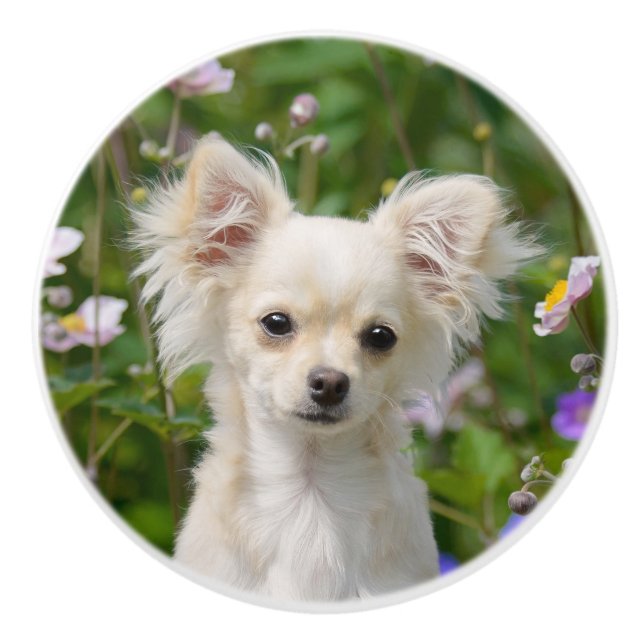 Niedlich Creme Chihuahua Dog Welpe Foto - Keramikknauf (Vorderseite)