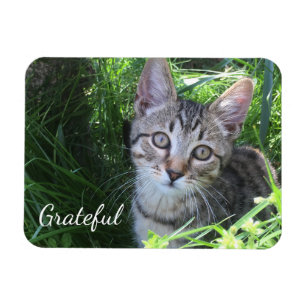 Niedlich Dankbarkeit Kitten Magnet