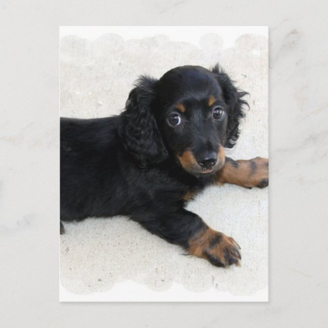 Niedlich Daschund Postcard Postkarte (Vorderseite)