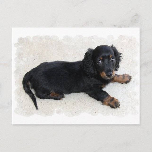 Niedlich Daschund Postcard Postkarte (Vorderseite)