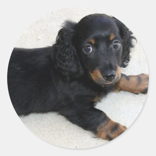 Niedlich Daschund Sticker (Vorderseite)