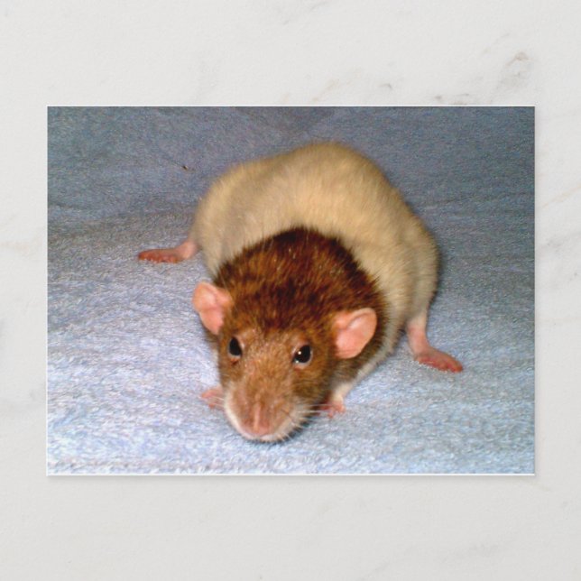 Niedlich Dumbo Rat Postcard Postkarte (Vorderseite)