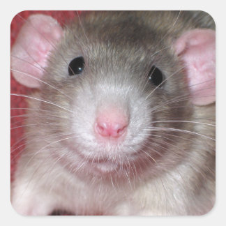 Niedlich Dumbo Rat Quadratischer Aufkleber