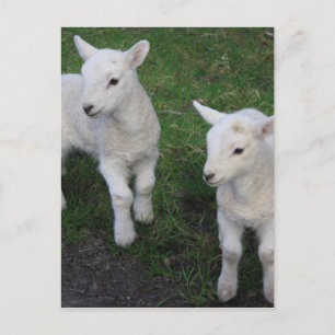 Niedlich Farm Ranch Baby Twins Sheep Lamm Postkarte