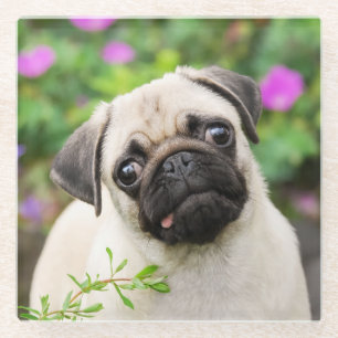 Niedlich Fawn Colown Mops Welpe Dog Portrait Foto  Glasuntersetzer