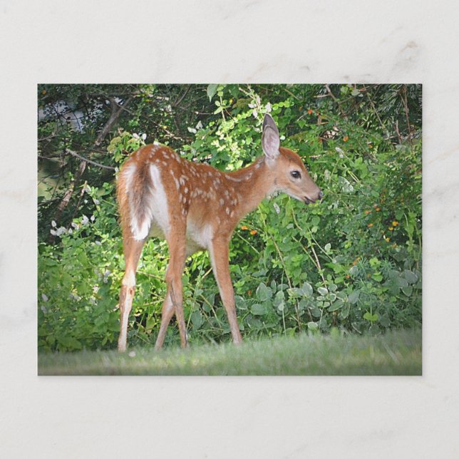 Niedlich Fawn Postkarte (Vorderseite)