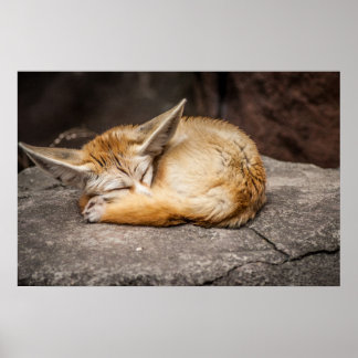 Niedlich Fennec Fox Poster