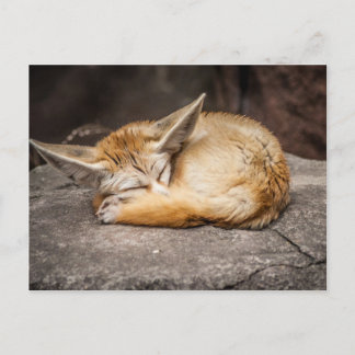 Niedlich Fennec Fox Postkarte