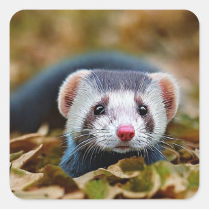 Niedlich Ferret Quadratischer Aufkleber