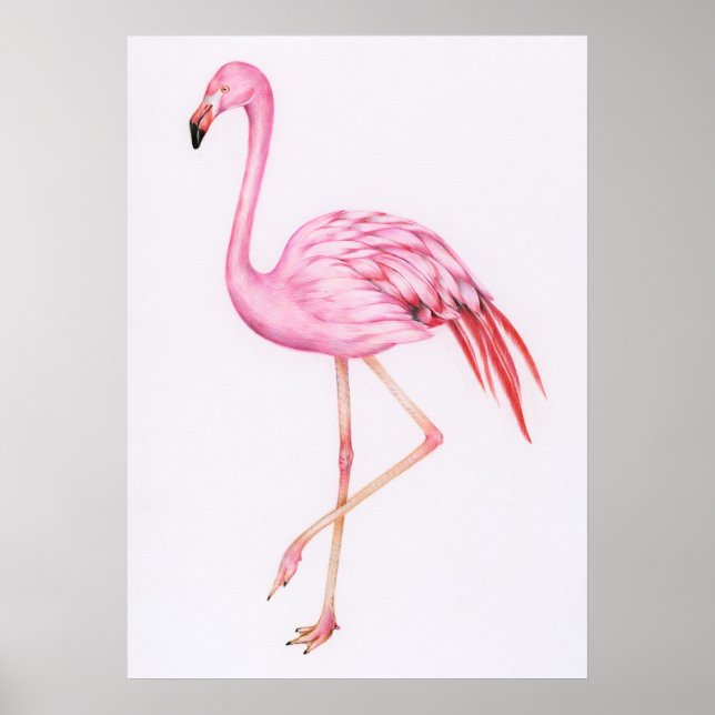Niedlich Flamingo Zeichnend Poster (Vorne)