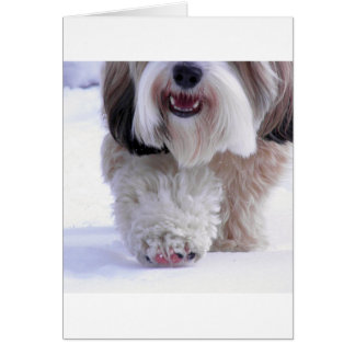 Niedlich Fluffy Tibetan Terrier Snow Paw