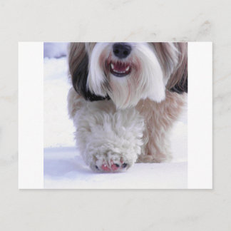 Niedlich Fluffy Tibetan Terrier Snow Paw Postkarte