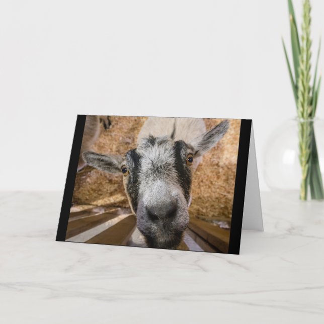 Niedlich Friendly Brown and Black Nubian Goat Foto Karte (Vorderseite)