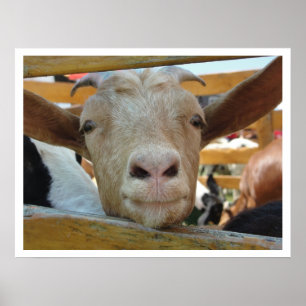 Niedlich Friendly Goat Poster