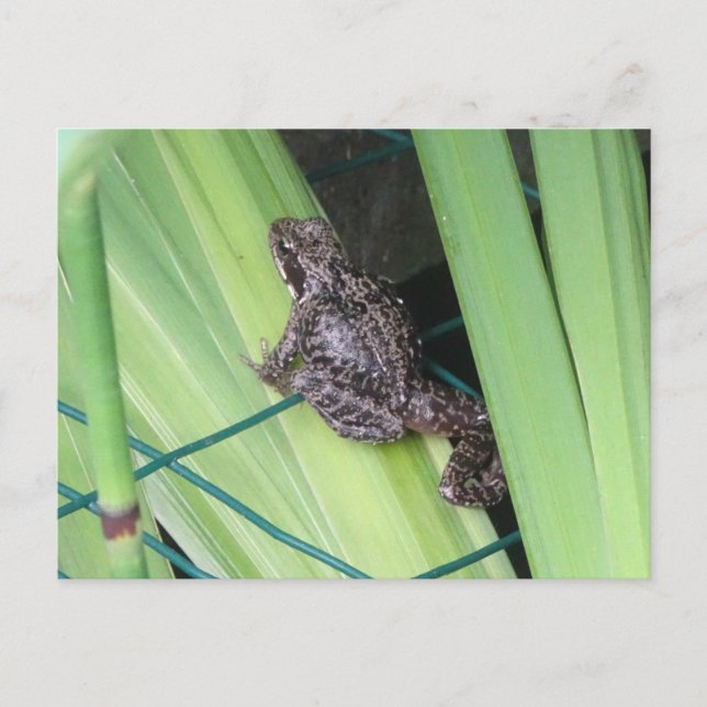 Niedlich Frosch DIY Postkarte (Vorderseite)