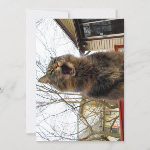 Niedlich Funny Maine Coon Kitty Ich bin ein Vogelh